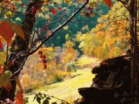 Otoño en el bosque