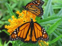 Mariposas