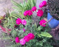 flores
