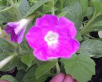 flores