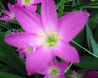 flores