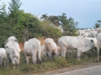 boiada na estrada