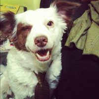 Cães