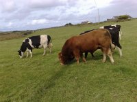 Grazing