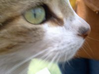 Mi gatita