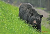 urso