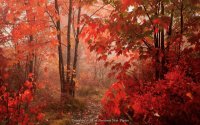 red maple forest