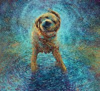 cães