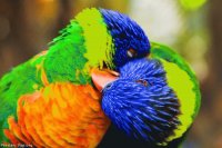 Aves