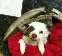 Cães