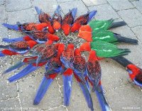 Loros
