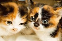 Gatitas