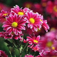 Flores