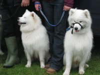 White dogs