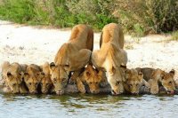 Leones