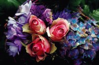 Flores