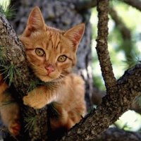 Gato