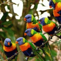 Loros