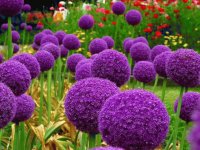 Flores