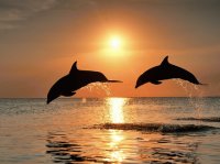 dolphins