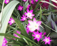 FLORES