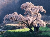 blossoming