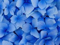 Blue Hydrangea