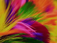 feathers