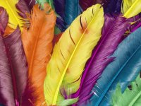 feathers