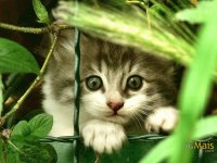 GATO