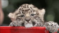Bb leopardo