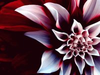 Dalia