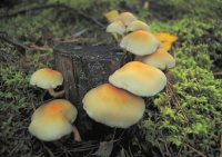 cogumelos