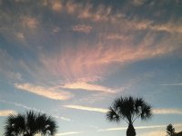 palm tree sunset