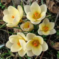 Flores
