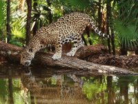 Leopardo