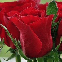Rosesss