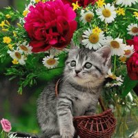 Cutte kitty and flowers
