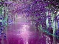 Purple Haze