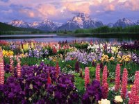 Wild Flowers-HD