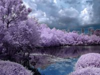 Purple trees