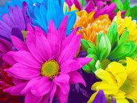 Flowers 21