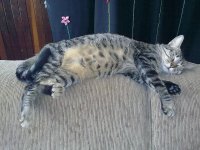 LUA