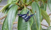 BORBOLETA