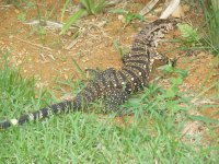 LAGARTO