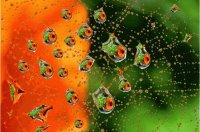 raindrops3