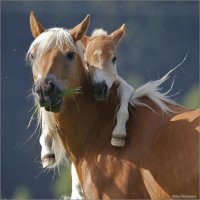 Horses