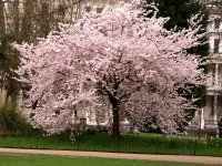 El arbol de las guindas