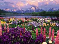 paisaje de flores