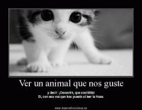 gatos grasiosos